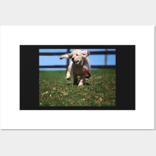 "Golden Retriever Puppy On The Run..." Posters and Art